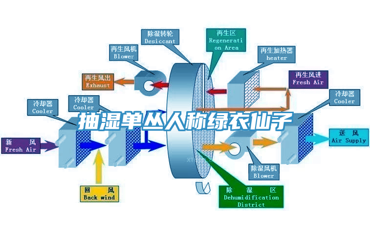 抽濕單叢人稱綠衣仙子