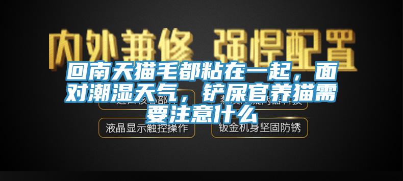 回南天貓毛都粘在一起，面對(duì)潮濕天氣，鏟屎官養(yǎng)貓需要注意什么